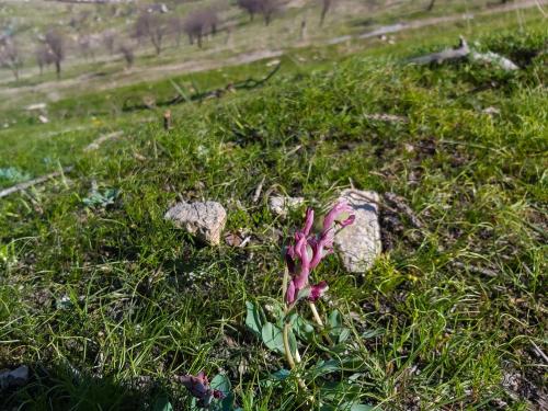 Osh. Spring on Suleiman Mountain. Photo of Sahira Nazarova
